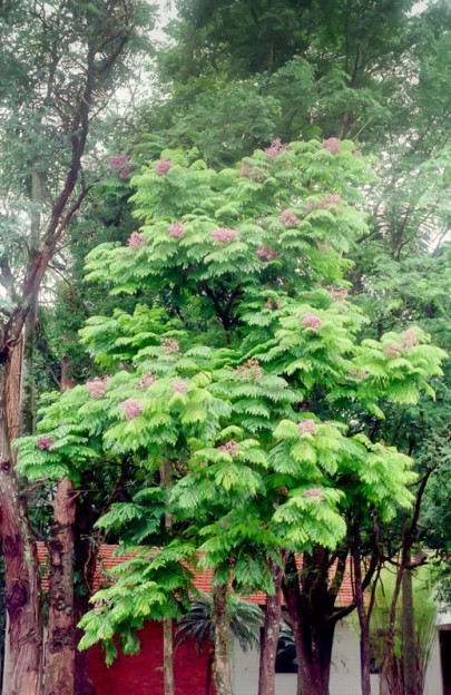 caroba-2
